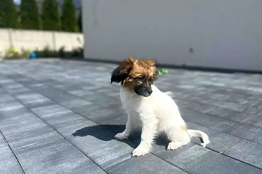 Szczeniak/ sunie  Papillon Spaniel Kontynentalny ZKwP FCI, Wielkopolskie, Kalisz