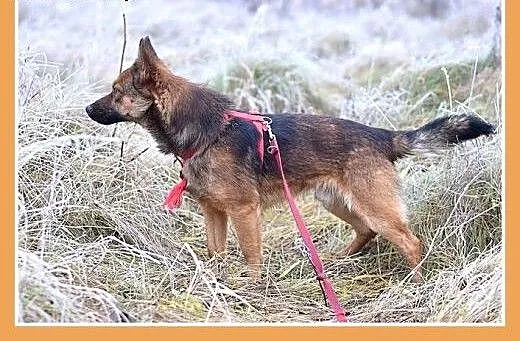GRACUCH,9kg,łagodny,towarzyski,wesoły piesek.ADOPC