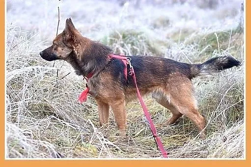 GRACUCH,9kg,łagodny,towarzyski,wesoły piesek.ADOPC
