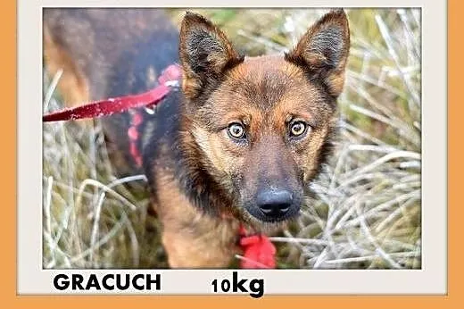 GRACUCH,9kg,łagodny,towarzyski,wesoły piesek.ADOPC