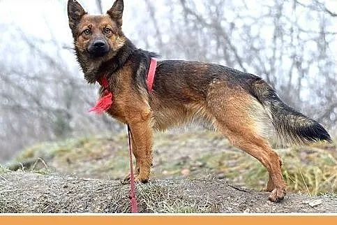 GRACUCH,9kg,łagodny,towarzyski,wesoły piesek.ADOPC