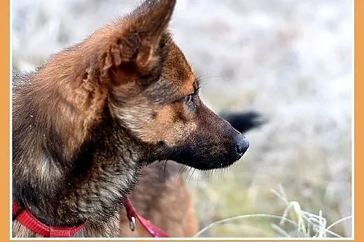 GRACUCH,9kg,łagodny,towarzyski,wesoły piesek.ADOPC