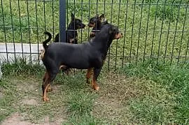 Pinczer czarny podpalany potężny reproduktor 8,5 kg
