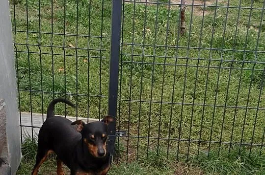 Pinczer czarny podpalany potężny reproduktor 8,5 kg, Mazowieckie, Wierzbica