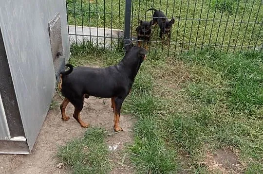 Pinczer czarny podpalany potężny reproduktor 8,5 kg, Mazowieckie, Wierzbica