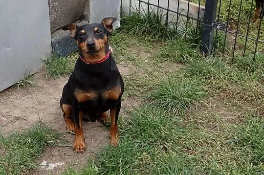 Pinczer czarny podpalany potężny reproduktor 8,5 kg, Mazowieckie, Wierzbica