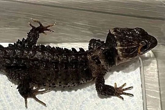 Para scynków krokodylowych – Tribolonotus gracilis