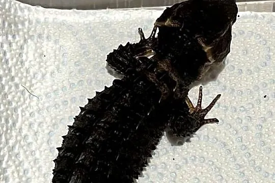 Para scynków krokodylowych – Tribolonotus gracilis, Śląskie, Rybnik