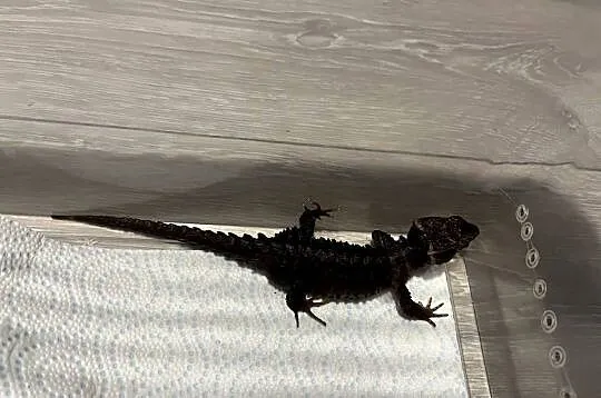 Para scynków krokodylowych – Tribolonotus gracilis, Śląskie, Rybnik