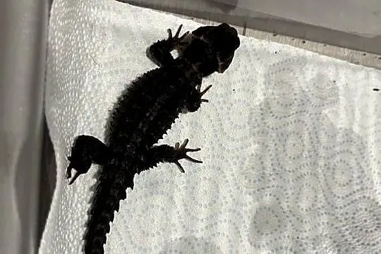 Para scynków krokodylowych – Tribolonotus gracilis, Śląskie, Rybnik