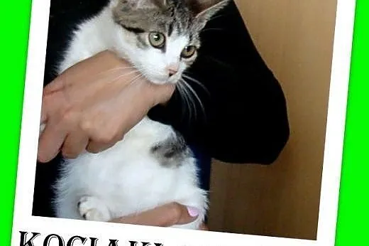 11tyg.kociaki,kociczki,odrobaczone,ks.zdrowia.ADOPCJA,  małopolskie Kraków