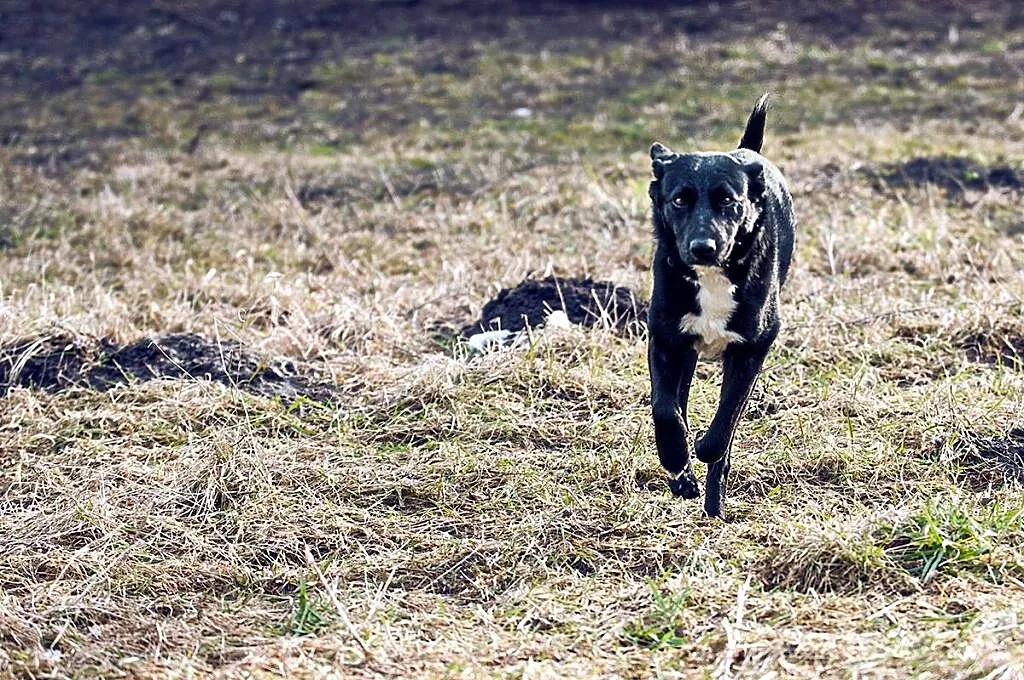 Pepper wspaniała dla rodziny