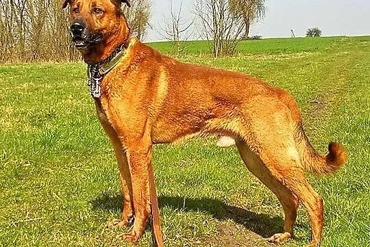 KORIN jest sympatycznym chłopakiem, mądrym i łagodnym psiakiem!, Łódzkie, Łódź