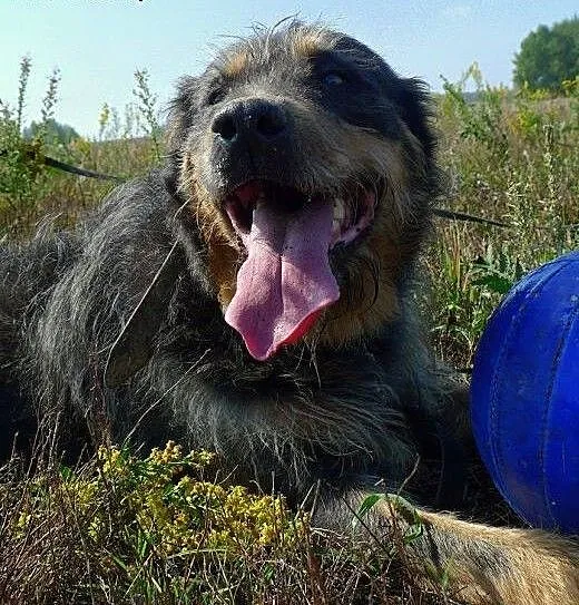 Porzucony Pankracy czeka na swojego człowieka! ,