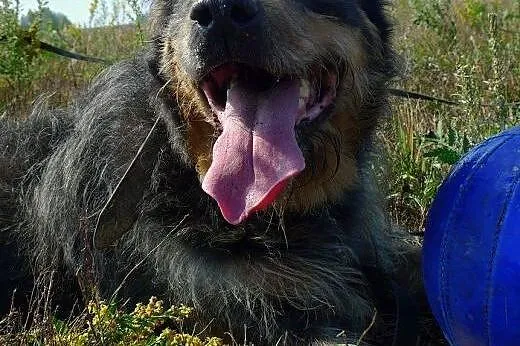 Porzucony Pankracy czeka na swojego człowieka! ,  