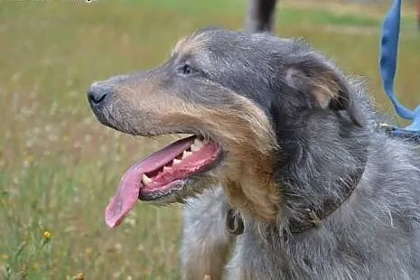 Porzucony Pankracy czeka na swojego człowieka! ,  
