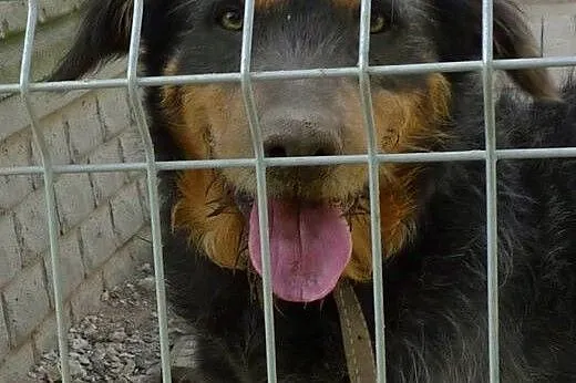 Porzucony Pankracy czeka na swojego człowieka! ,  