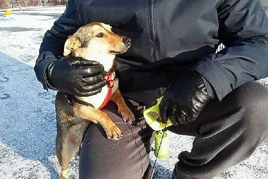 Chałka - cudowna sunia SZUKA DOMKU! :)