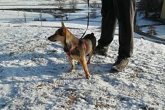 Chałka - cudowna sunia SZUKA DOMKU! :)