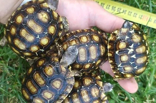 Żółw lądowy, żółw zawiasowy Kinixys belliana domowa hodowla