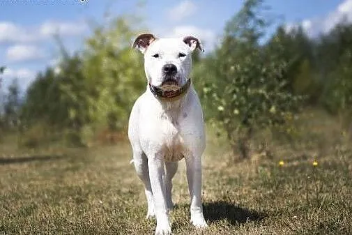 Domowy, łagodny amstaff Nero czeka na dom,  Amstaf