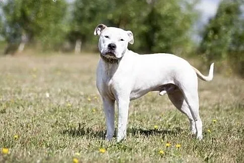 Domowy, łagodny amstaff Nero czeka na dom,  Amstaf