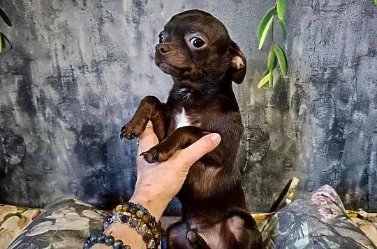 Cudny piesek Chihuahua gorzka czekolada. Rodowód 4 pokoleniowy