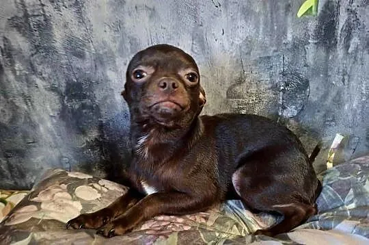 Cudny piesek Chihuahua gorzka czekolada. Rodowód 4 pokoleniowy, Świętokrzyskie, Starachowice