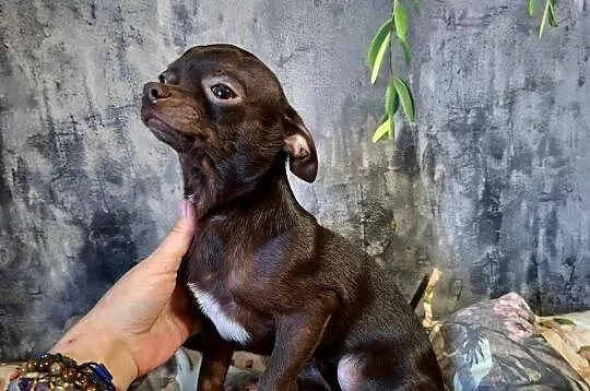 Cudny piesek Chihuahua gorzka czekolada. Rodowód 4 pokoleniowy, Świętokrzyskie, Starachowice