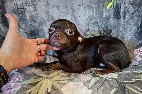 Cudny piesek Chihuahua gorzka czekolada. Rodowód 4 pokoleniowy, Świętokrzyskie, Starachowice