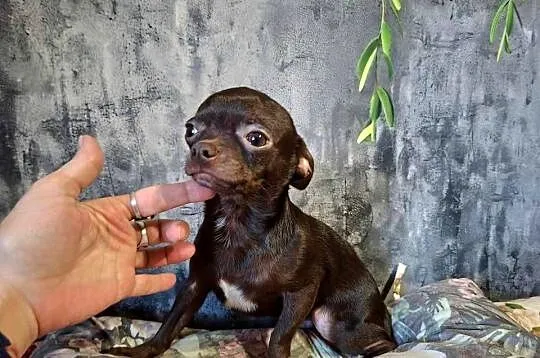 Cudny piesek Chihuahua gorzka czekolada. Rodowód 4 pokoleniowy, Świętokrzyskie, Starachowice