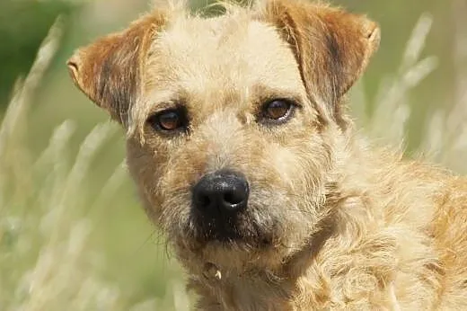 Sproket :) pies, adopcja,  lubuskie Gorzów Wielkop