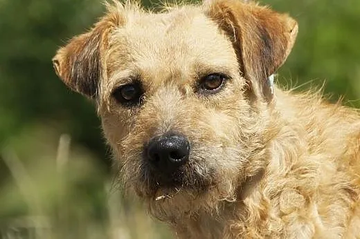 Sproket :) pies, adopcja,  lubuskie Gorzów Wielkop