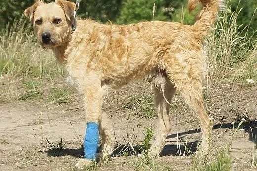 Sproket :) pies, adopcja,  lubuskie Gorzów Wielkop