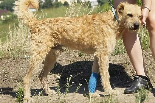 Sproket :) pies, adopcja,  lubuskie Gorzów Wielkop