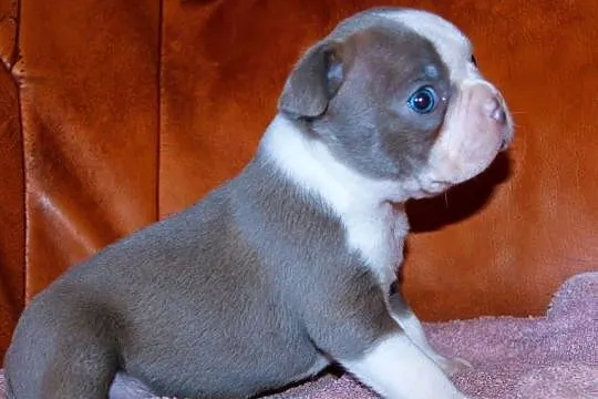 Boston Terrier color