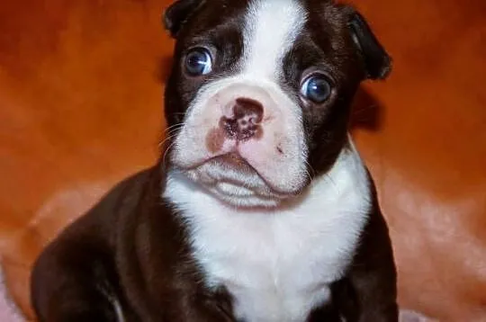 Boston Terrier color, Opolskie, Kędzierzyn-Koźle