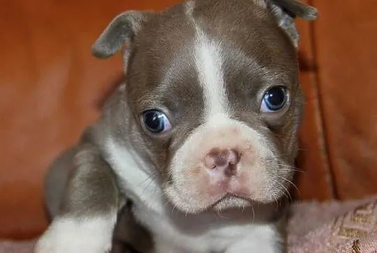 Boston Terrier color, Opolskie, Kędzierzyn-Koźle