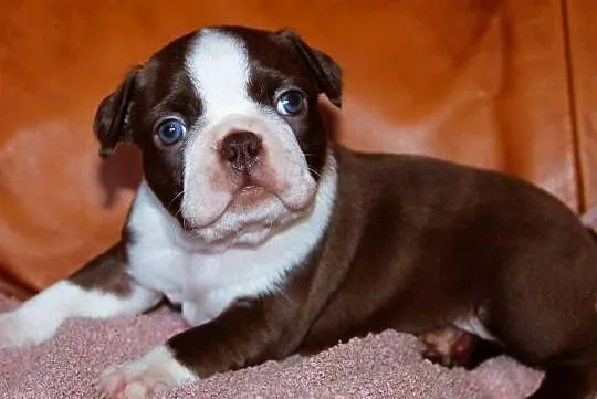 Boston Terrier color, Opolskie, Kędzierzyn-Koźle