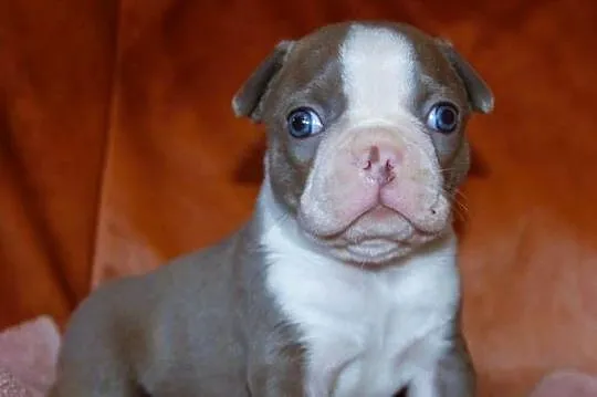 Boston Terrier color, Opolskie, Kędzierzyn-Koźle