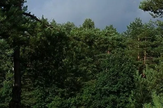 Przyjmę konia do współdzierżawy, Śląskie, Gliwice