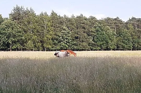 Przyjmę konia do współdzierżawy, Śląskie, Gliwice