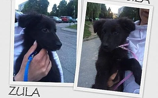 Szczeniaki suczki 2,5 mca ADOPCJA inaczej schronis
