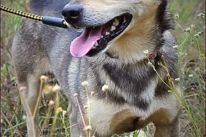 Mały, grzeczny Pikuś - wzorowy psiak :)