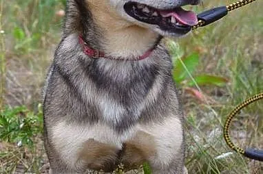 Mały, grzeczny Pikuś - wzorowy psiak :)