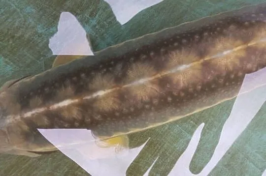 Jesiotr RED RUBIO XXL - ok 120cm bardzo widoczny - na miejscu, Dolnośląskie, Nowa Ruda