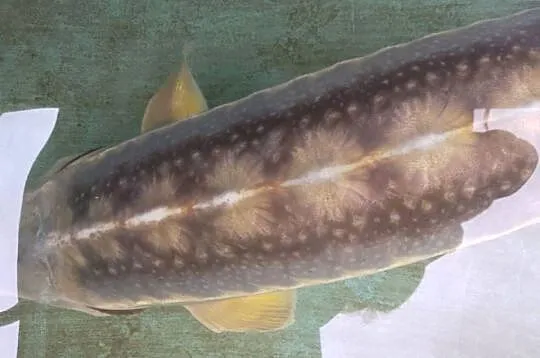 Jesiotr RED RUBIO XXL - ok 120cm bardzo widoczny - na miejscu, Dolnośląskie, Nowa Ruda
