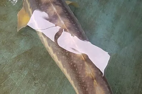 Jesiotr RED RUBIO XXL - ok 120cm bardzo widoczny - na miejscu, Dolnośląskie, Nowa Ruda