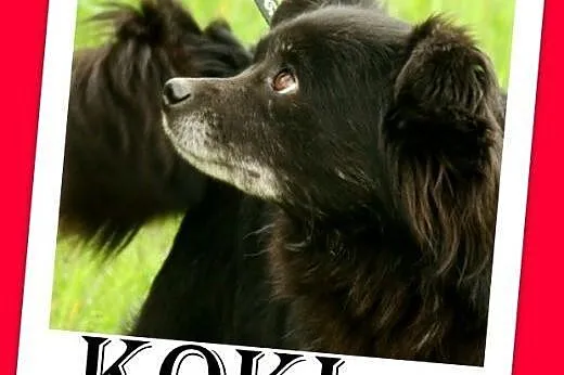 Spaniel tyb.mix,łagodny,grzeczny,spokojny piesek K