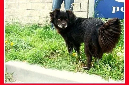 Spaniel tyb.mix,łagodny,grzeczny,spokojny piesek K